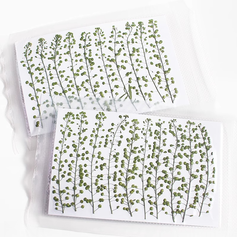 Natural Color Green Bell Grass - Resin Art Baby ulasan dan harga
