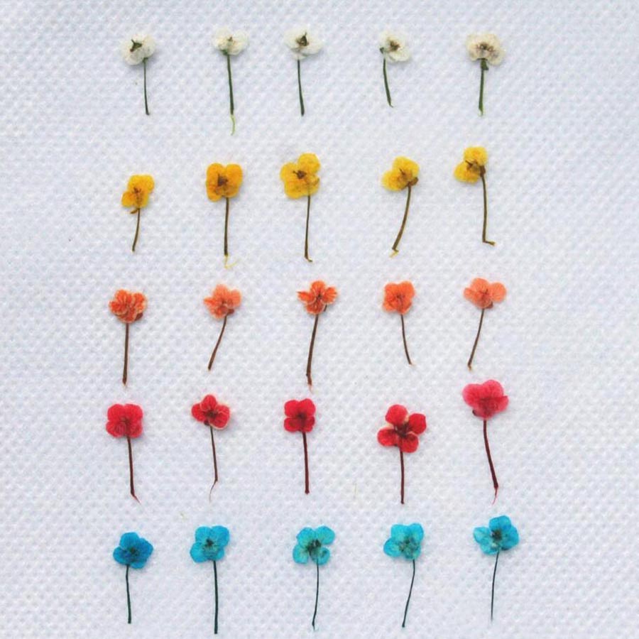 60pcs Mini Pressed Dried Flowe - Resin Art Baby ulasan dan harga