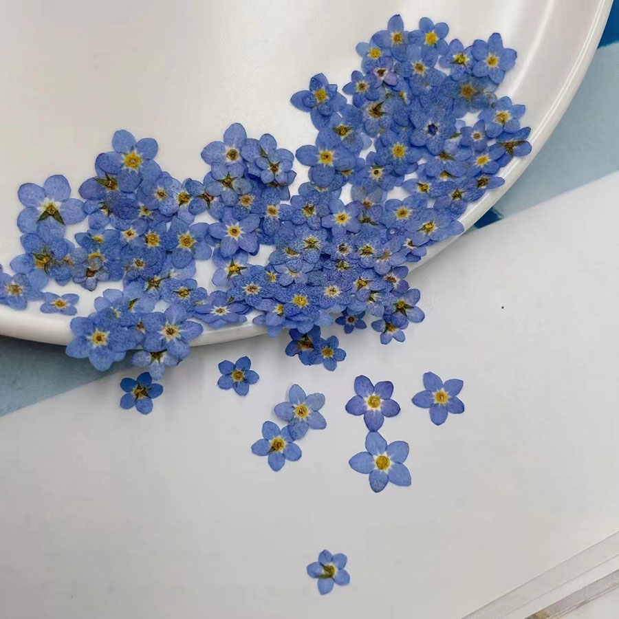 60pcs Mini Pressed Dried Flowe - Resin Art Baby ulasan dan harga
