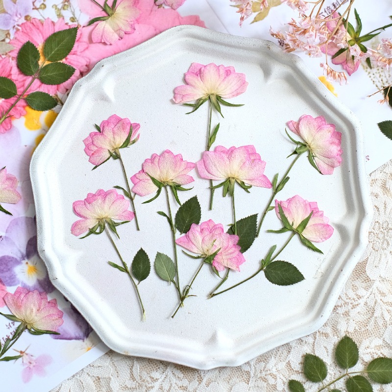 12pcs,Real Dried Pressed Flowe - Resin Art Baby ulasan dan harga