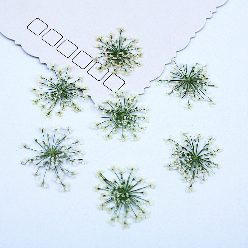500pcs Lace Flowers Dried Flow - Resin Art Baby ulasan dan harga