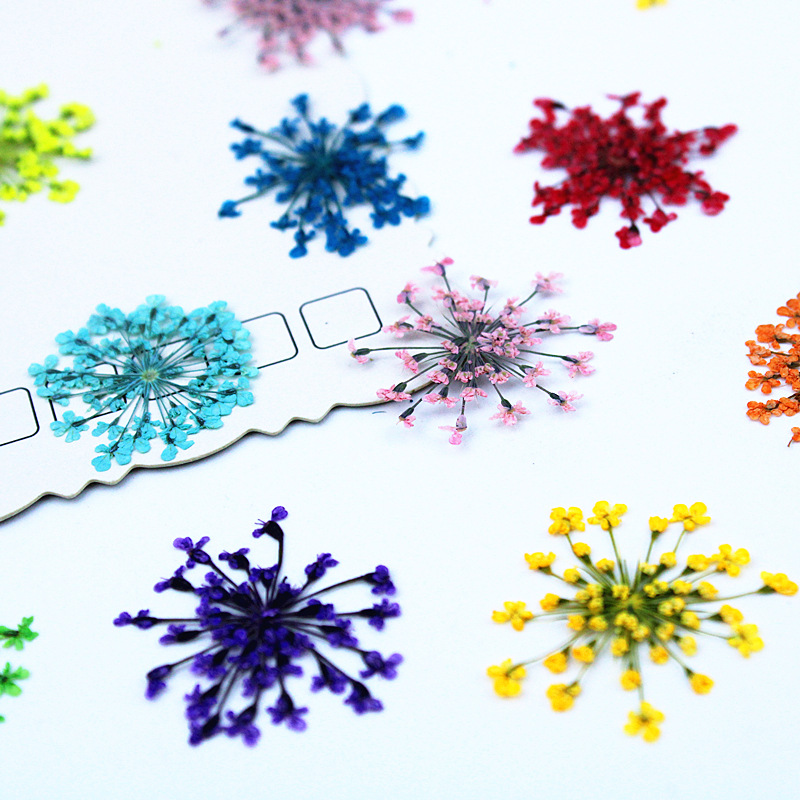 500pcs Lace Flowers Dried Flow - Resin Art Baby ulasan dan harga