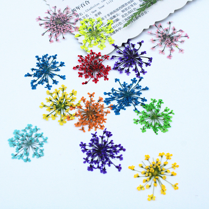 500pcs Lace Flowers Dried Flow - Resin Art Baby ulasan dan harga